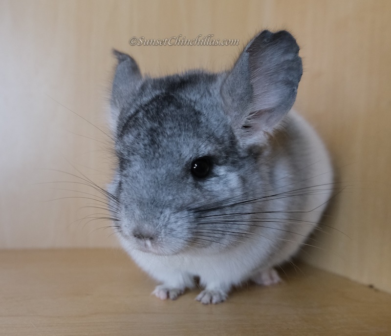 Chinchillas For Sale - Fort Worth Dallas Texas