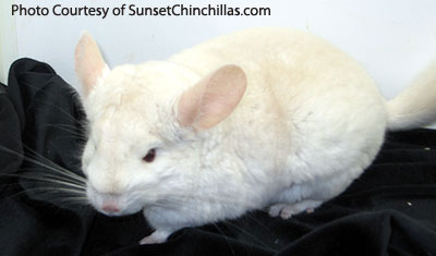 Lowe Recessive white chinchilla mutation