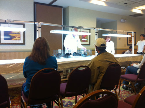 Jack Humphry judging Black Velvets at the MCBA West coast show 2010