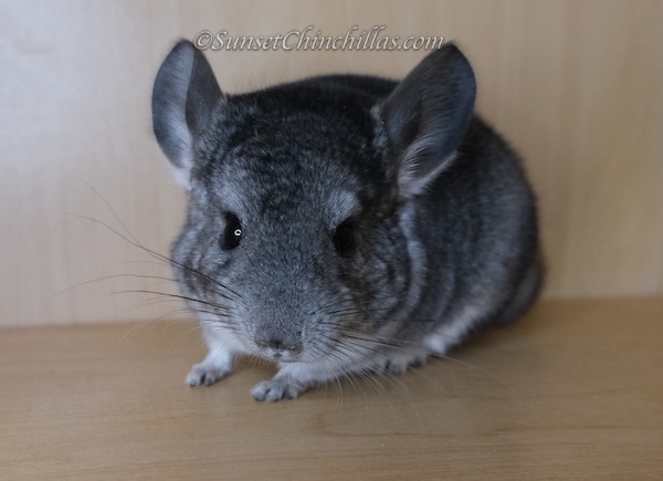 Chinchillas For Sale - Fort Worth/Dallas Texas