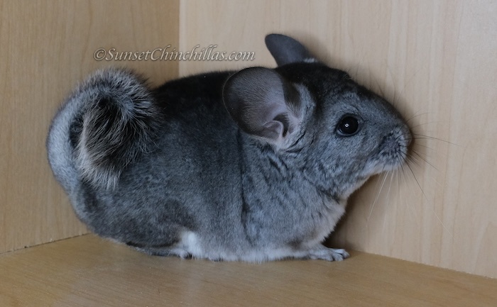 Chinchillas For Sale - Fort Worth/Dallas Texas