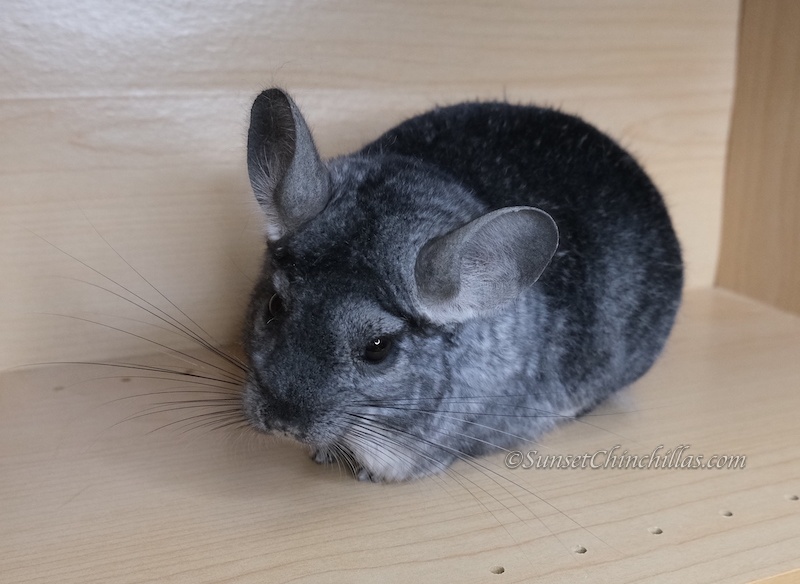 Chinchillas For Sale - San Antonio Texas