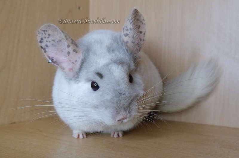 Chinchillas For Sale - Fort Worth/Dallas Texas