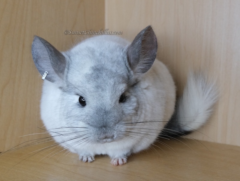 Chinchillas For Sale - Fort Worth/Dallas Texas