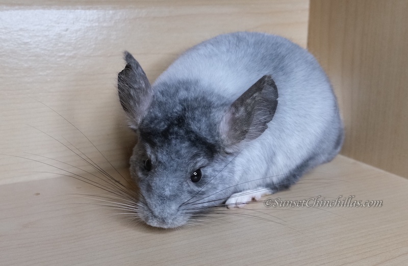 Chinchillas For Sale - San Antonio Texas