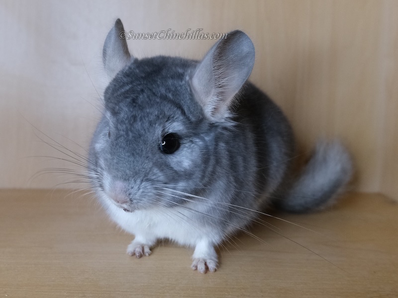 Chinchillas For Sale - Fort Worth/Dallas Texas