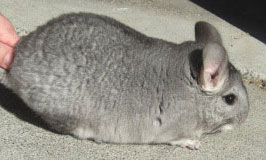 Extra Light Standard Chinchilla or sapphire carrier